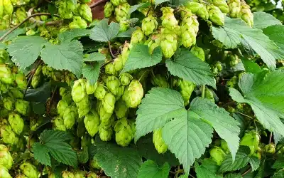 Optimisez l’utilisation du houblon dans vos recettes