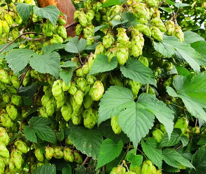 Optimisez l’utilisation du houblon dans vos recettes
