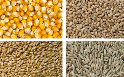 Comment brasser sa bière maison avec des céréales non maltées ? Techniques et astuces